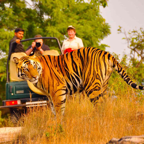 Indian Wildlife Expedition Tour